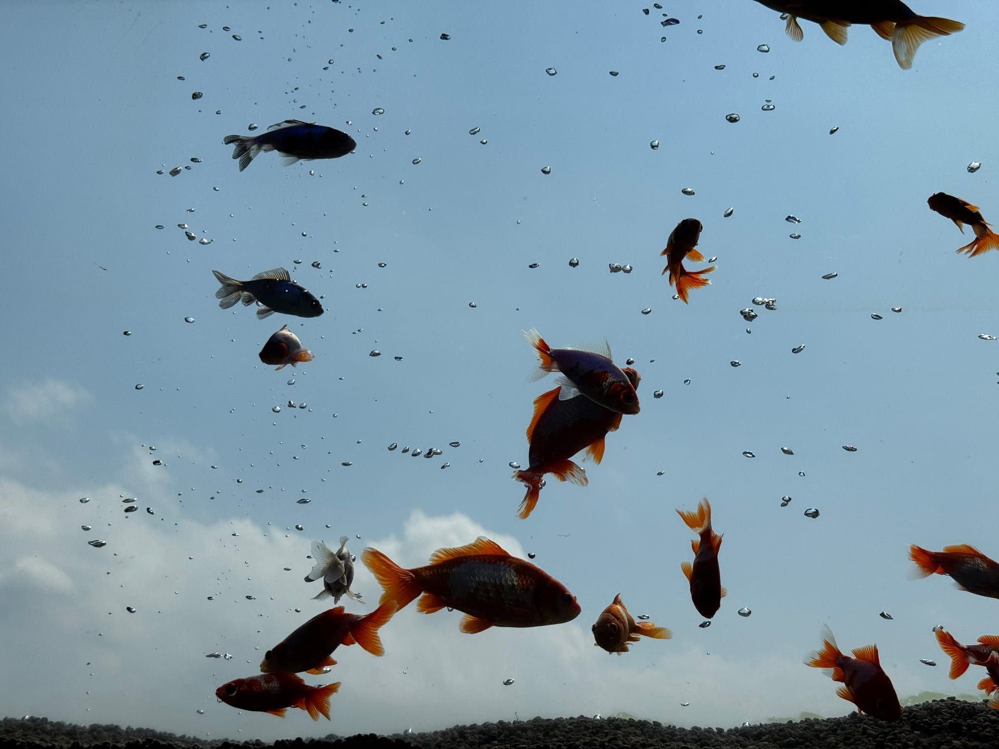 青空を背景に下から見上げたソラキンの金魚