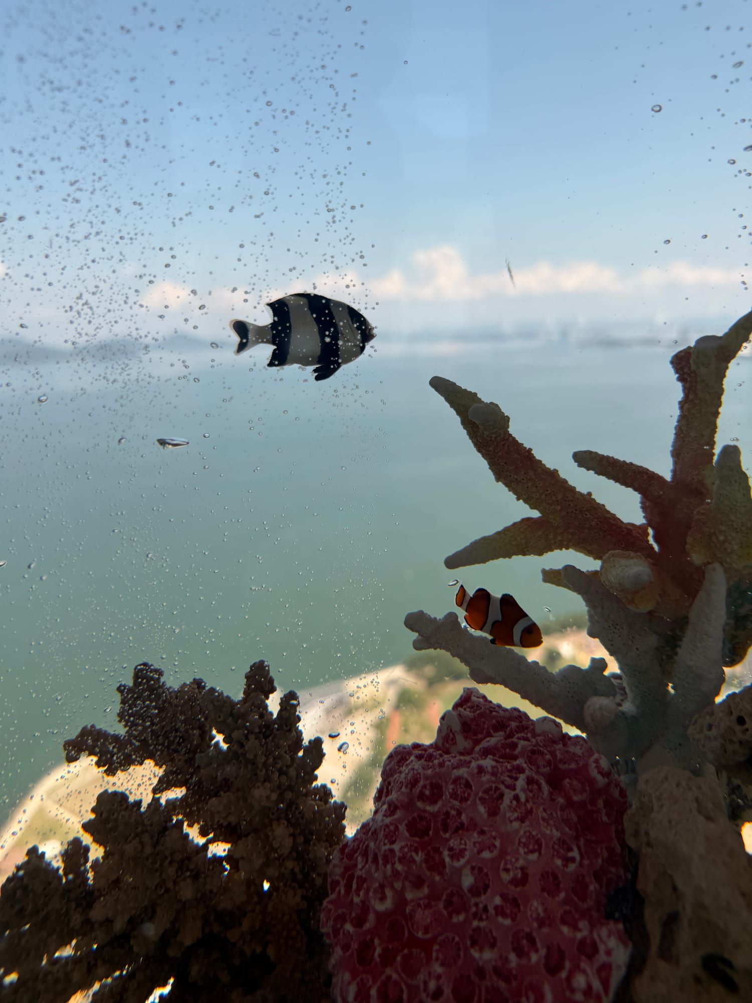 ソラキンの水槽を泳ぐ熱帯魚とサンゴ、その向こうに見える瀬戸内の景色