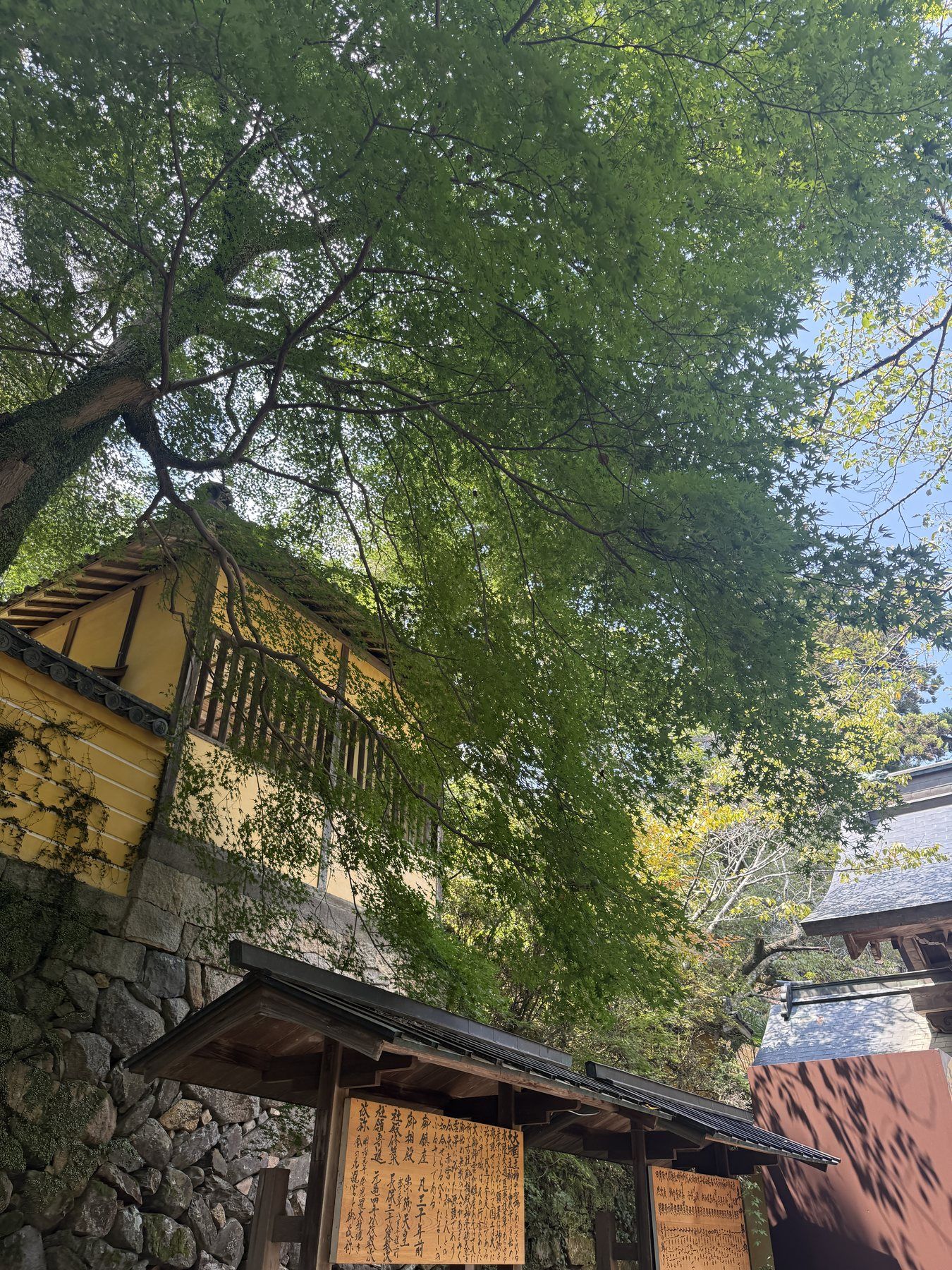 金刀比羅宮の建物と大きな木がつくる木陰